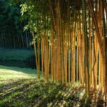 bambouseraie
